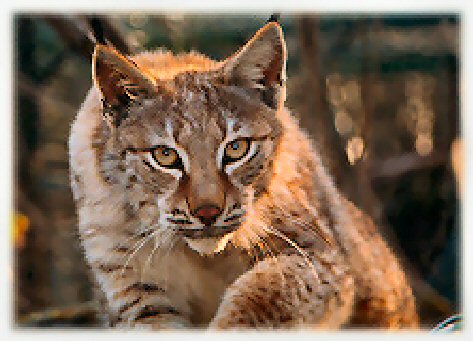 Lynx2.jpg