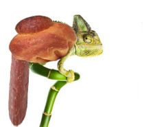 Briochecameleonsalami.jpg