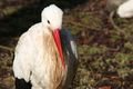 Cigogne-1028.jpg