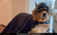 No solo uno, sino dos Bati-perros. Antes que pasaran cosas chistosas en el universo DC, Batman solía ser dueño de Ace el Batisabueso, un bati-pastor alemán (no un bati-sabueso) que usaba una capucha con orejitas de murciélago para ocultar su identidad secreta (Ayudante de Santa) y ayudaba a Batman en sus aventuras persiguiendo al cartero y luchando contra las joker-ardillas. Después que Flash explotó, o algo así, Ace fue reemplazado por Tito, un bati-gran danés que Batman adopta para que entrene a su hijo Damián. No lucha contra acerti-gatos, pingu-pingüinos ni nada, solo se dedica a jugar al ajedrez.