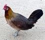 Chicken.JPG