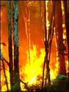 Bushfire.jpg