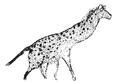 Yep, that looks like a hyena to me, nothing wrong with this image, mhmm.