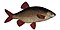 Scardinius erythrophthalmus2.jpg